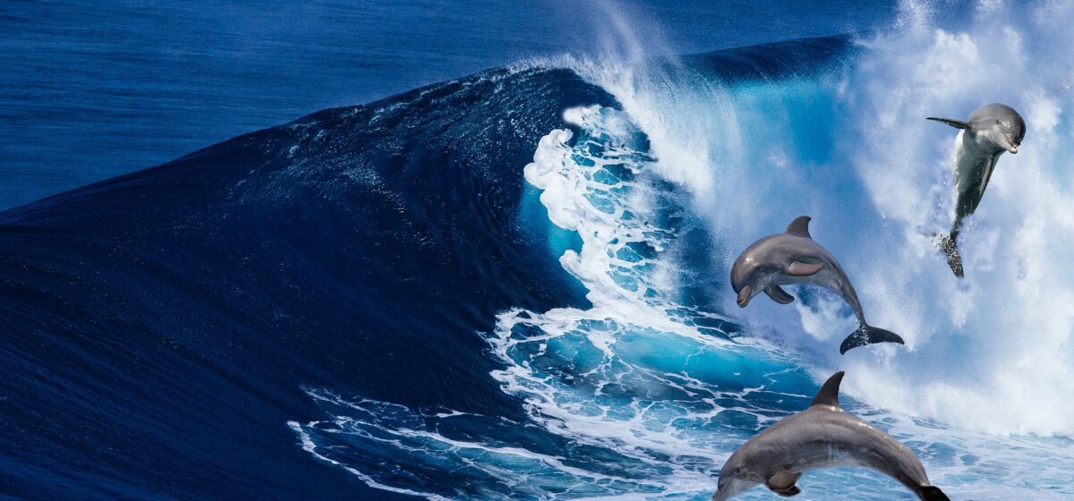 Reiki I Delfini di Atlantide - Loveisallaround