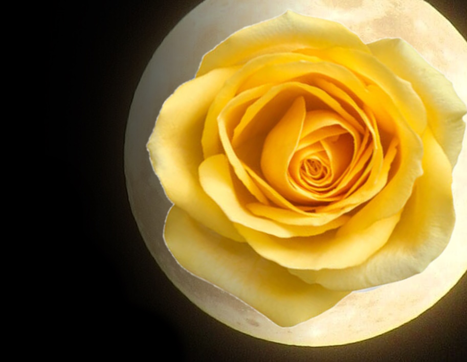 Luna Piena della Rosa Gialla - Loveisallaround